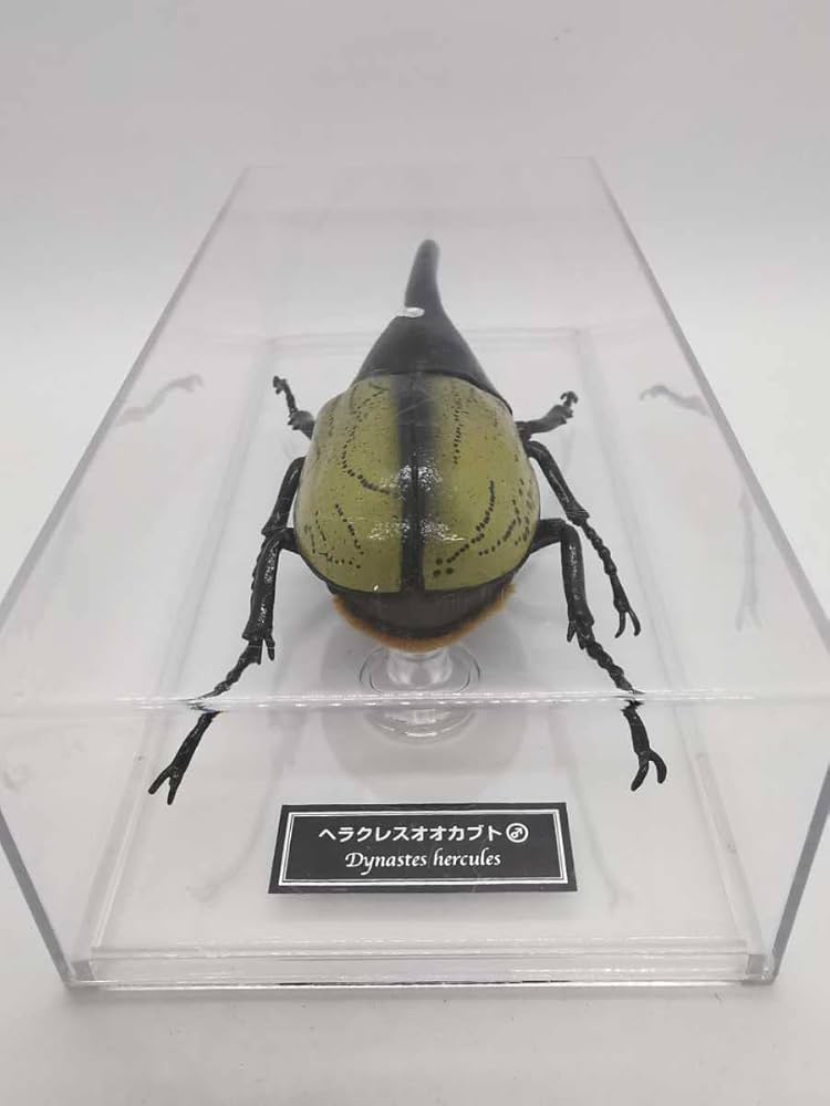 ディアゴスティーニ　本体完成品&第1〜５２号&第1〜５２号(２７、４８欠品あり) Amazon.co.jp: ヘラクレスオオカブト デアゴスティーニ 世界の